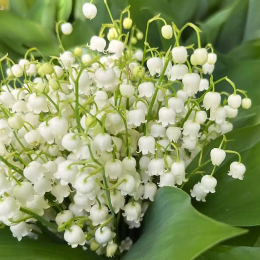 Lily of the Valley Seeds