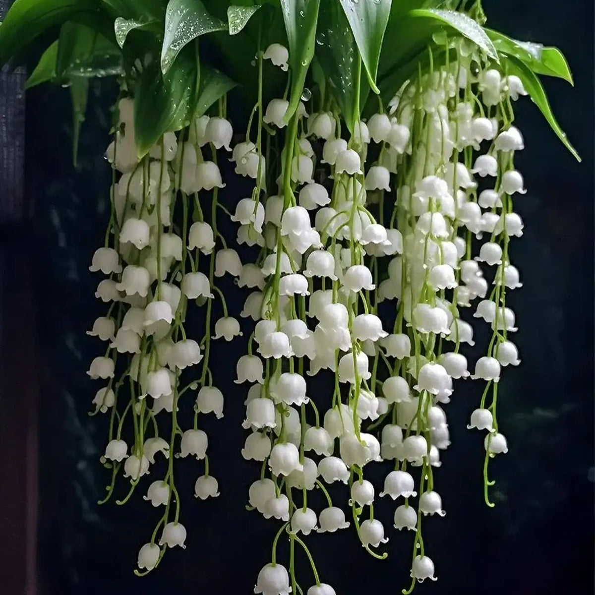 Lily of the Valley Seeds