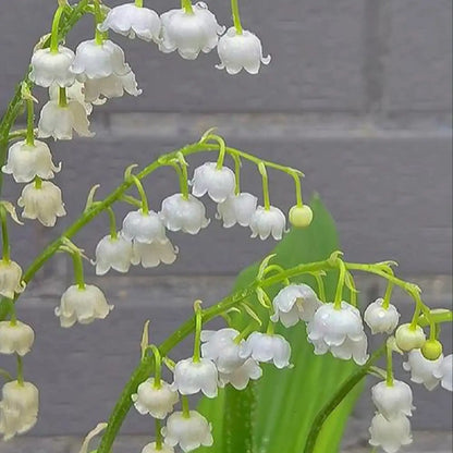 Lily of the Valley Seeds