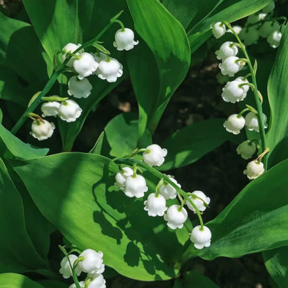 Lily of the Valley Seeds