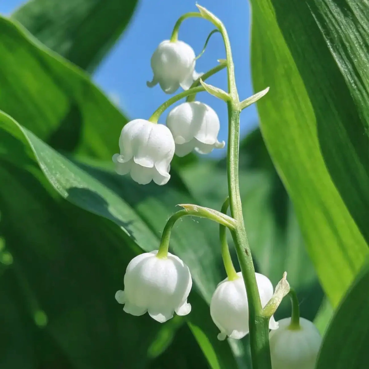 Lily of the Valley Seeds