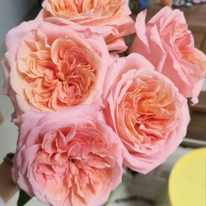 London Eye Rose Seeds