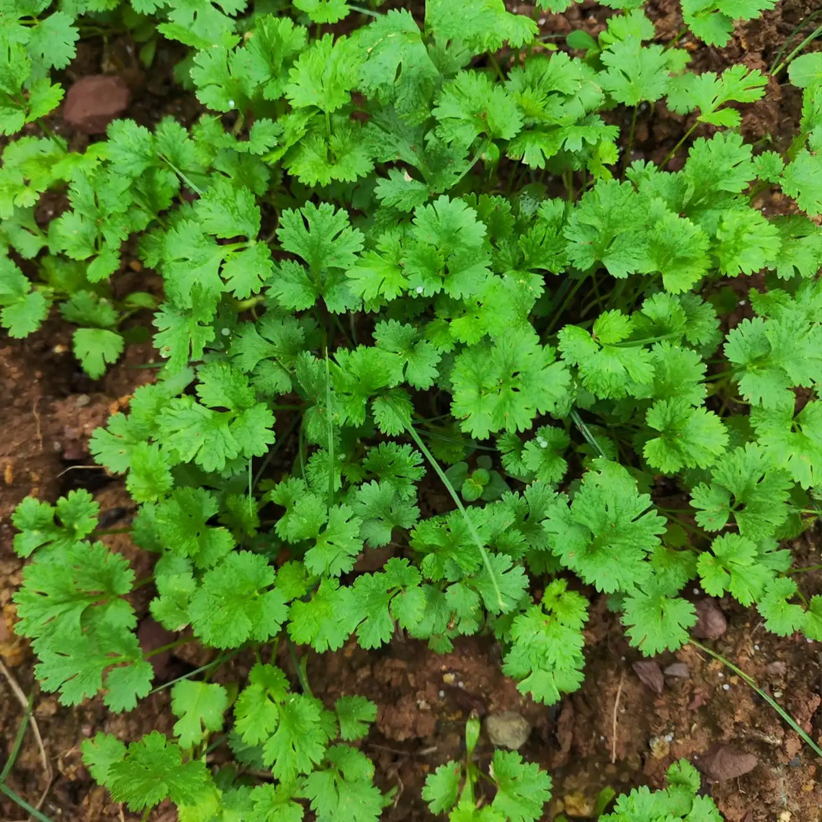 Longstanding Organic Cilantro Seeds