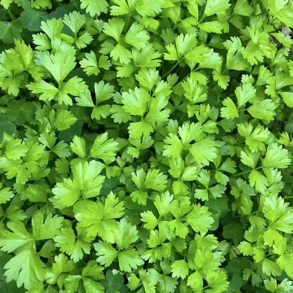 Longstanding Organic Cilantro Seeds