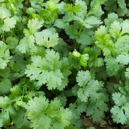 Longstanding Organic Cilantro Seeds
