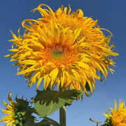 Mammoth Sunflower Seeds