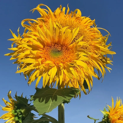 Mammoth Sunflower Seeds