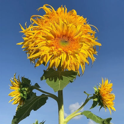 Mammoth Sunflower Seeds
