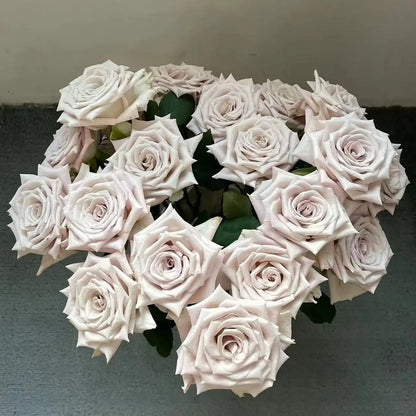 Manta Rose Seeds