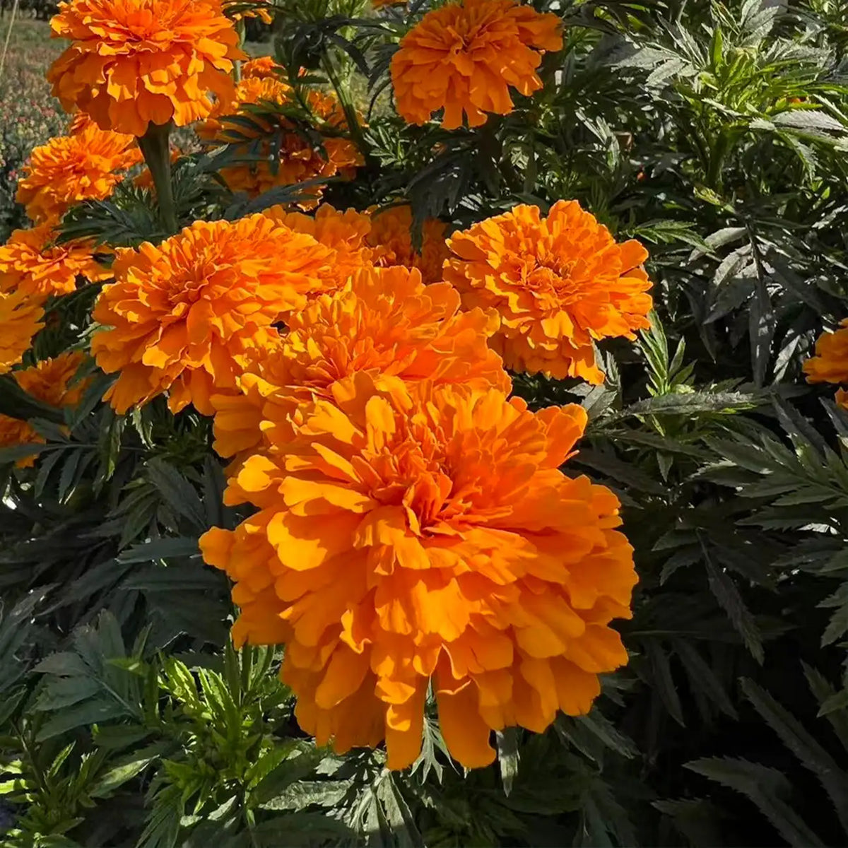 Marigolds Seeds - Golden Sunburst