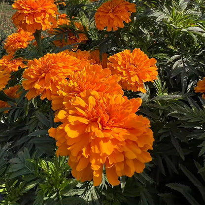 Marigolds Seeds - Golden Sunburst