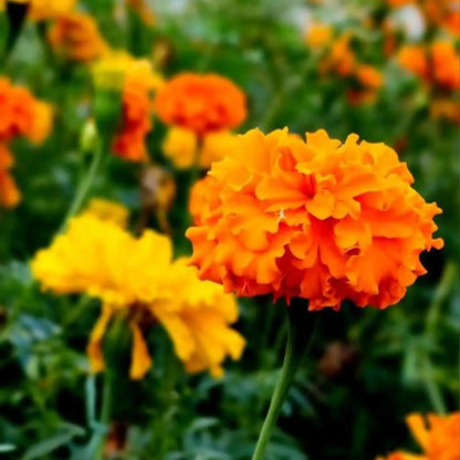 Marigolds Seeds - Golden Sunburst
