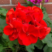 MaverickTM Scarlet Geranium Seeds
