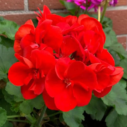 MaverickTM Scarlet Geranium Seeds