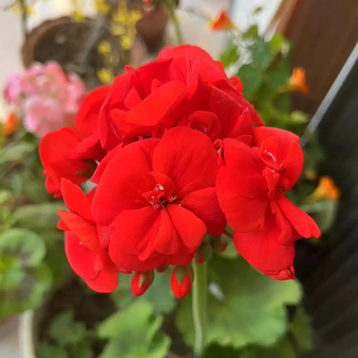 MaverickTM Scarlet Geranium Seeds