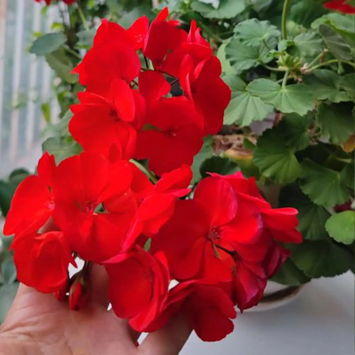 MaverickTM Scarlet Geranium Seeds