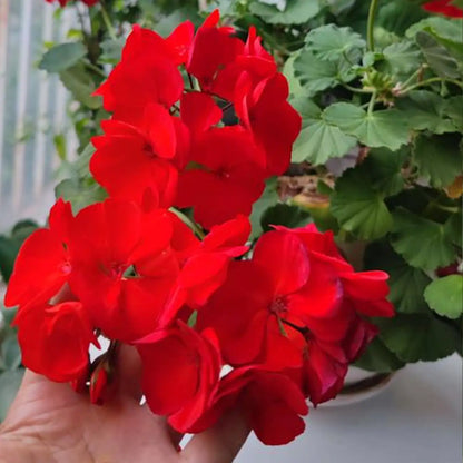 MaverickTM Scarlet Geranium Seeds
