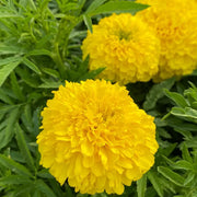 Platinum Series Marigolds Seeds