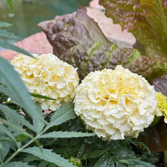 Platinum Series Marigolds Seeds