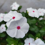 Mega Bloom Polka Dot Vinca Seeds