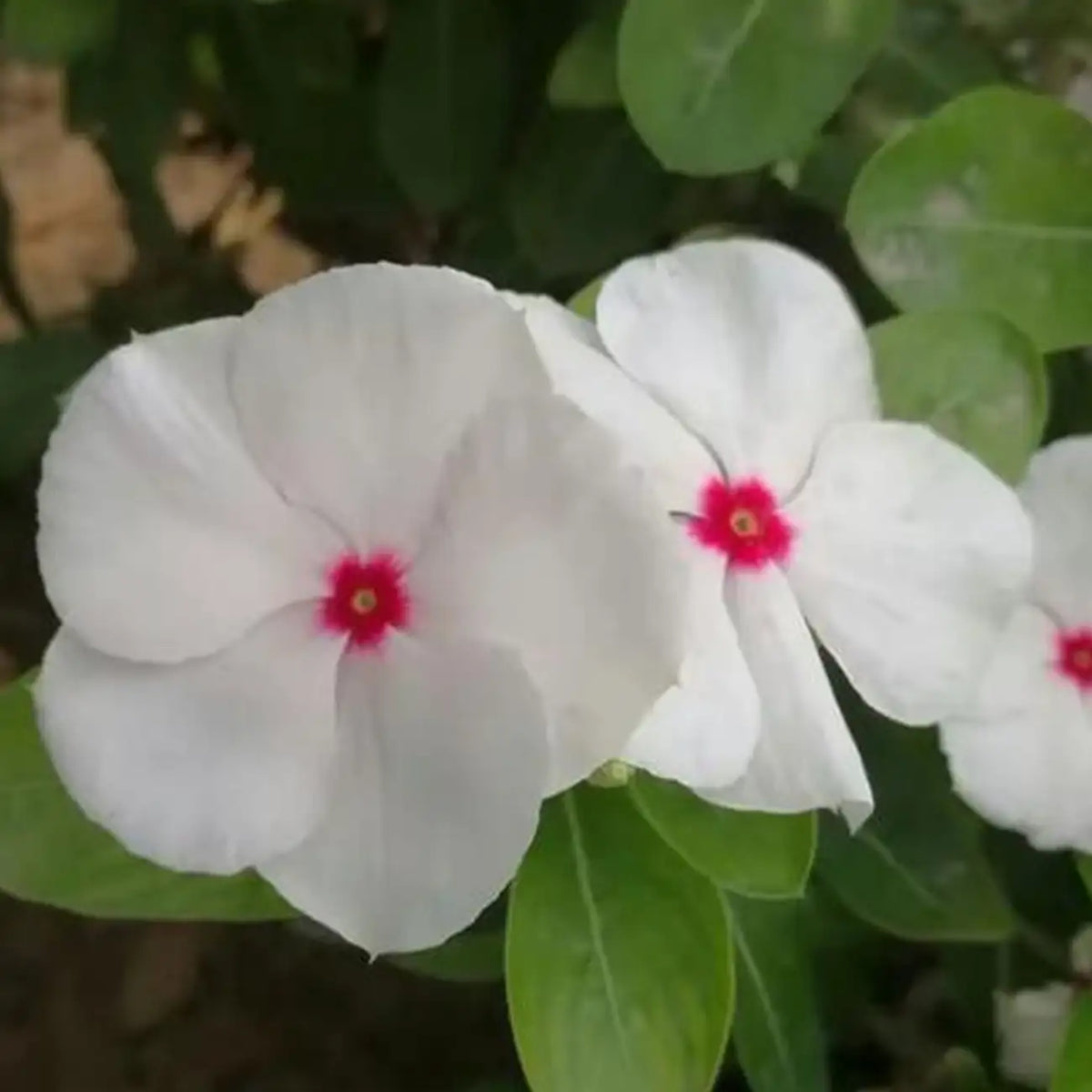 Mega Bloom Polka Dot Vinca Seeds