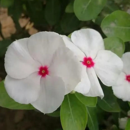 Mega Bloom Polka Dot Vinca Seeds