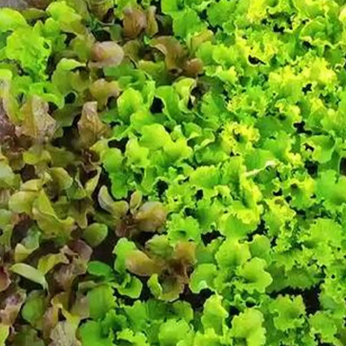 Micro Mini Greens Lettuce Seeds