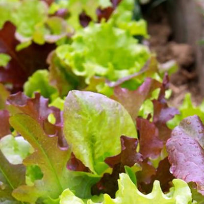 Micro Mini Greens Lettuce Seeds