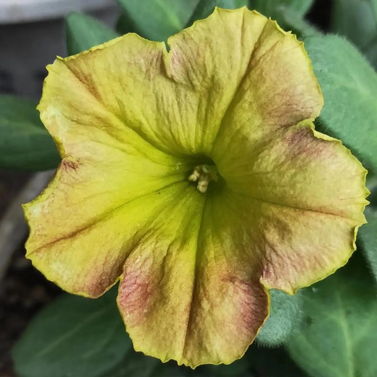 Petunia Seeds - Pistachio Cream