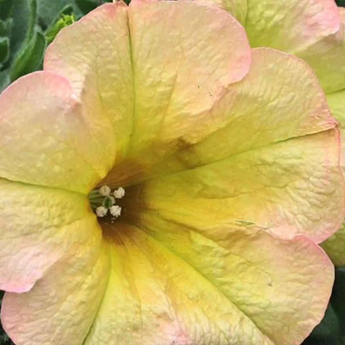 Petunia Seeds - Pistachio Cream
