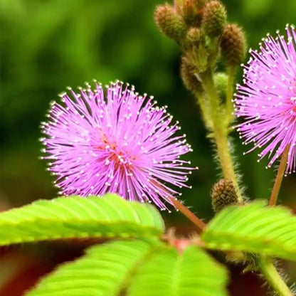 Mimosa Seeds