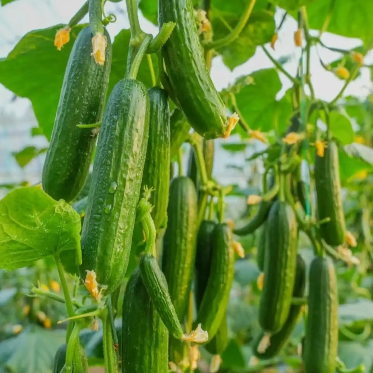 Mini-Me F1 Organic Cucumber Seeds