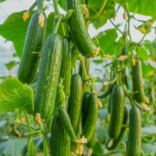 Mini-Me F1 Organic Cucumber Seeds