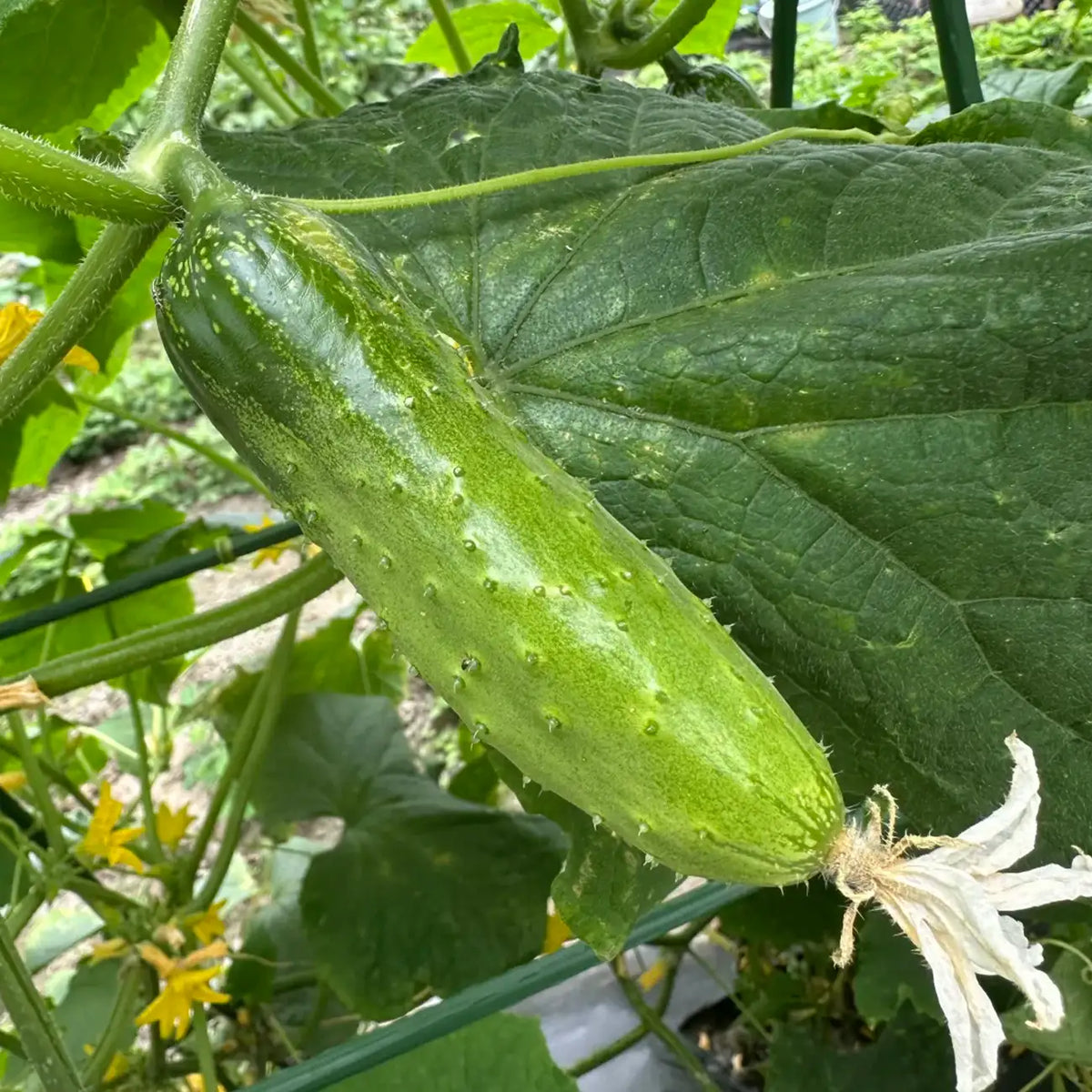 Mini-Me F1 Organic Cucumber Seeds