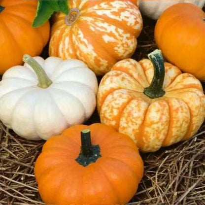 Mini Harvest Blend Pumpkin Seeds