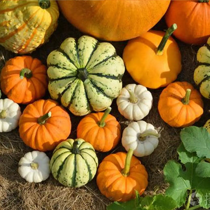 Mini Harvest Blend Pumpkin Seeds