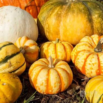 Mini Harvest Blend Pumpkin Seeds