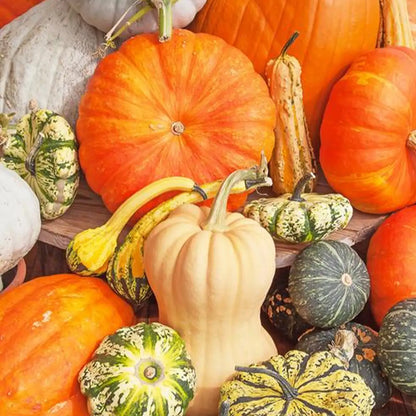 Mini Harvest Blend Pumpkin Seeds