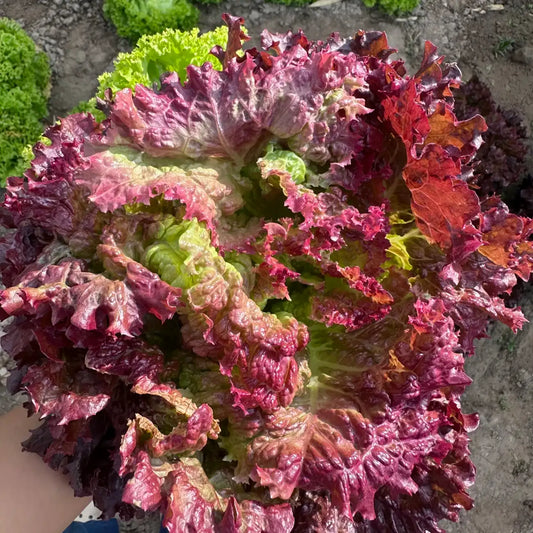 Mini Romaine Blend Lettuce Seeds