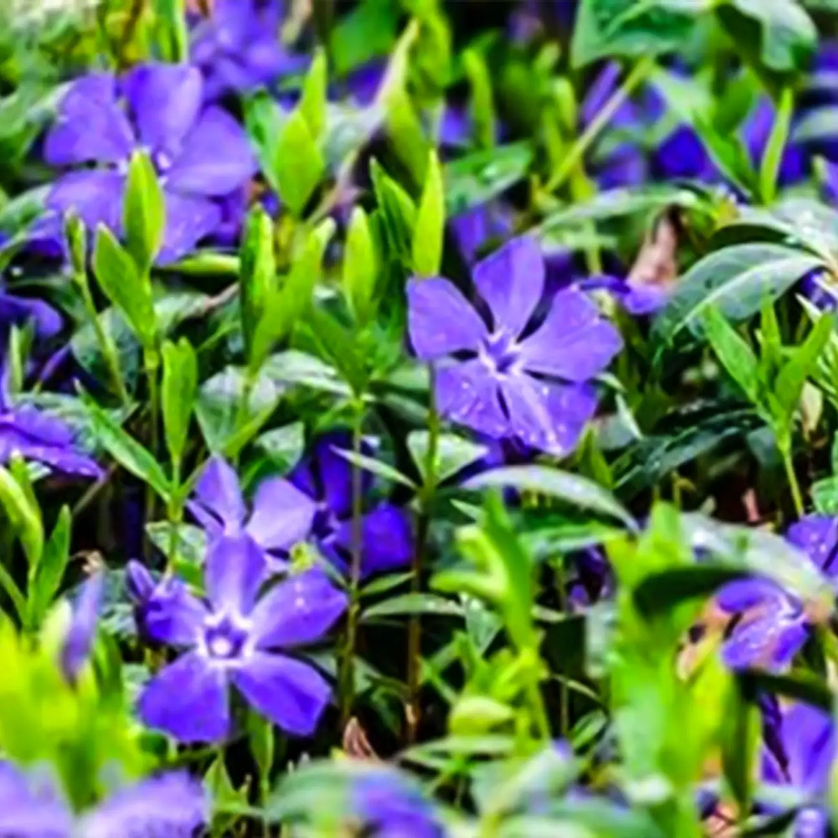 Minor Vinca Ground Cover Seeds