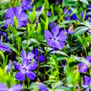 Minor Vinca Ground Cover Seeds