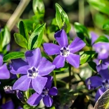 Minor Vinca Ground Cover Seeds