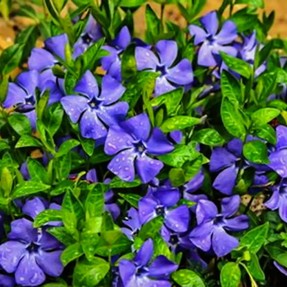Minor Vinca Ground Cover Seeds
