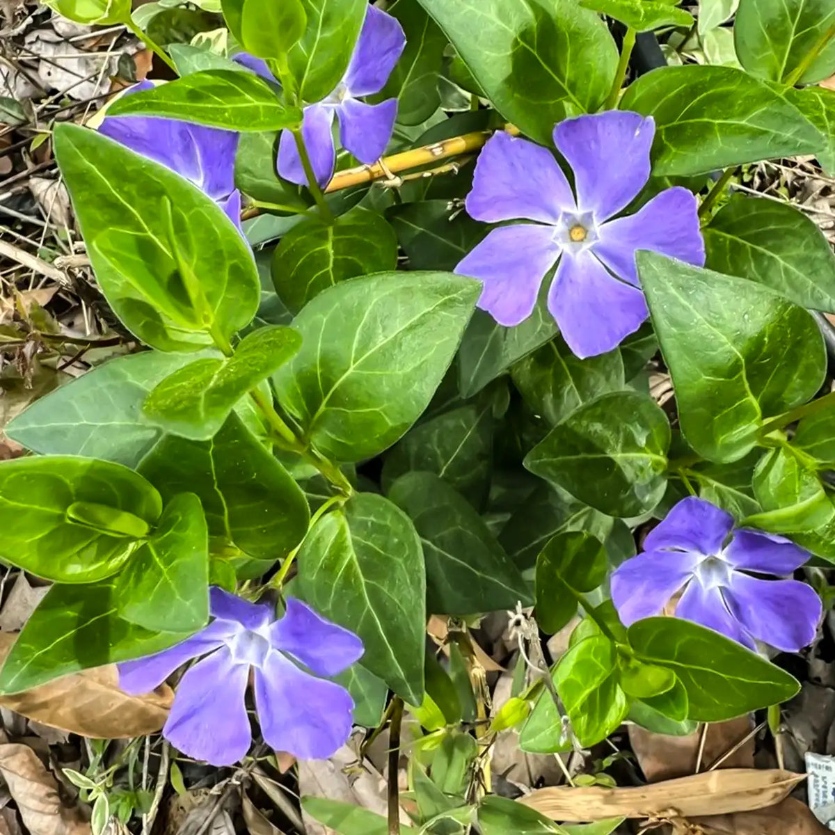 Minor Vinca Ground Cover Seeds