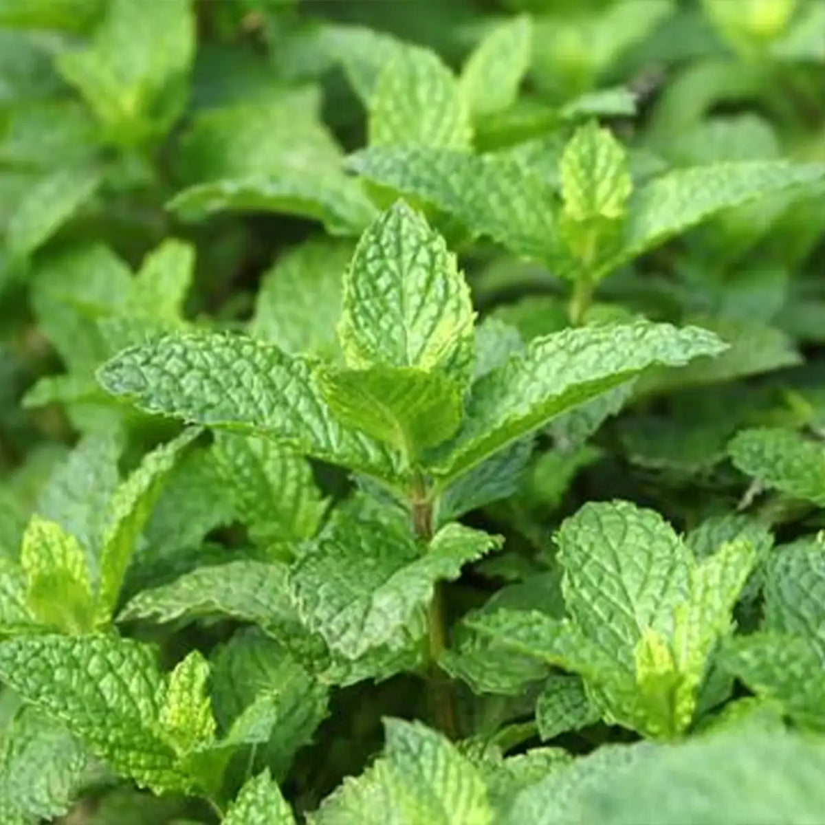 Mint Seeds - Spearmint