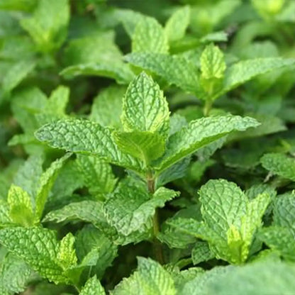 Mint Seeds - Spearmint