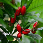 Miracle Fruit Seeds (Synsepalum dulcificum)