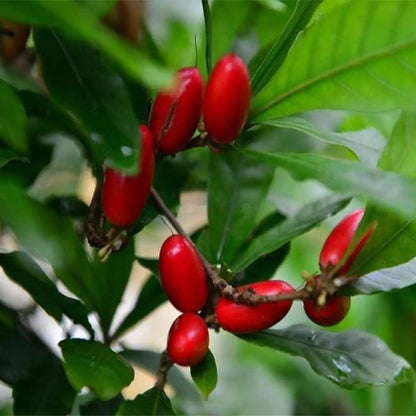 Miracle Fruit Seeds (Synsepalum dulcificum)