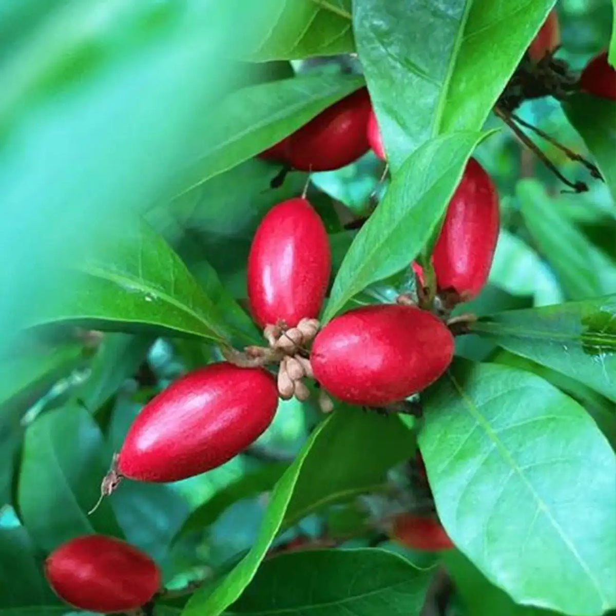 Miracle Fruit Seeds (Synsepalum dulcificum)