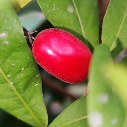 Miracle Fruit Seeds (Synsepalum dulcificum)